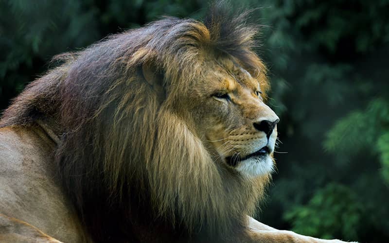 beş büyükler hangileri